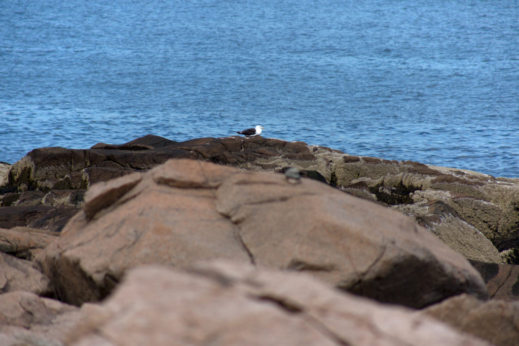 Seagull on the Rocks