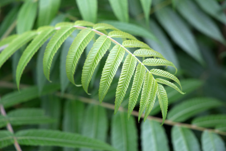 Lush Green Leaves