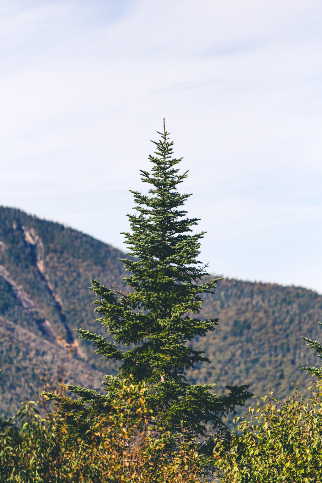 Pointy Evergreen Tree Against a Mountain