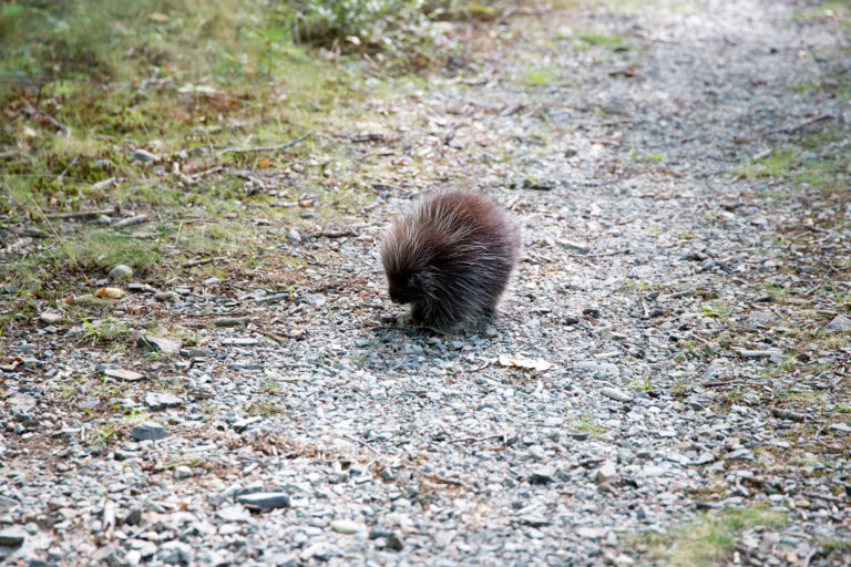 Porcupine on the Trail