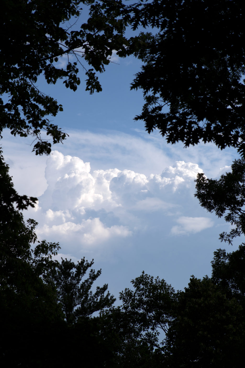 View of Puffy Clouds Through the Trees