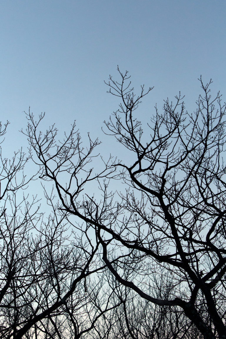Silhouetted Tree Branches