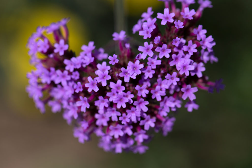 Purple Heart Flowers