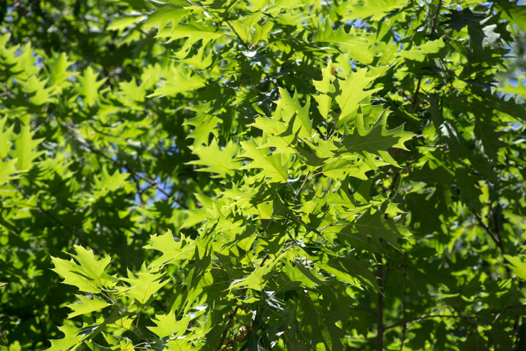 Bright Green Oak Leaves