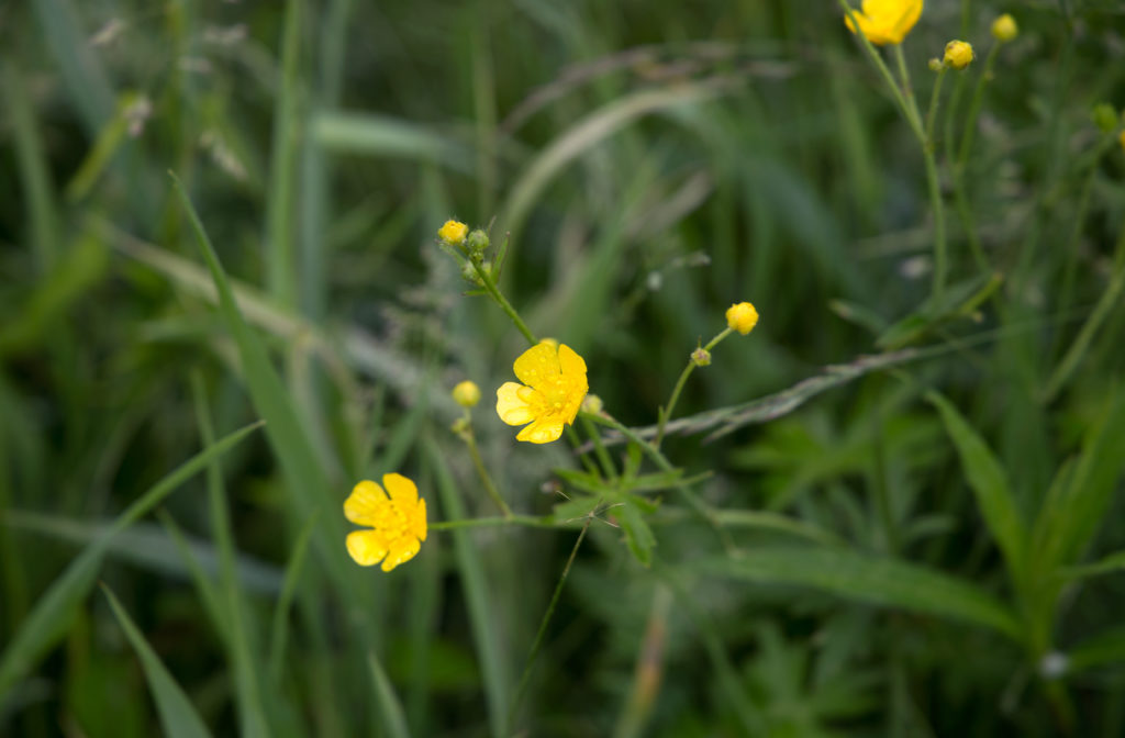 Small Yellow Wild Flowers