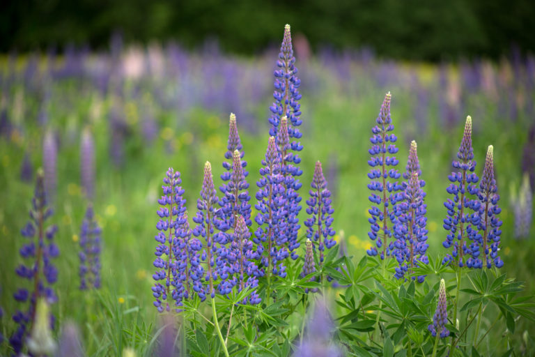 Early Summer Lupines