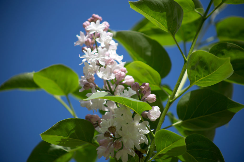 White Lilac Blooming
