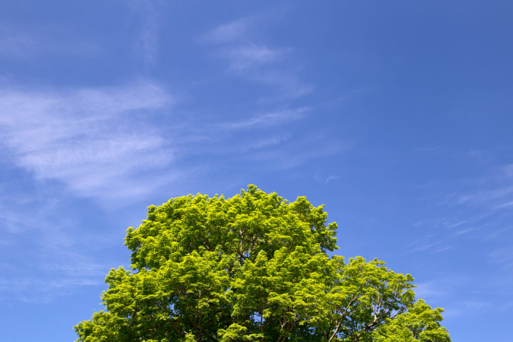 Green Treetop Under Blue Sky