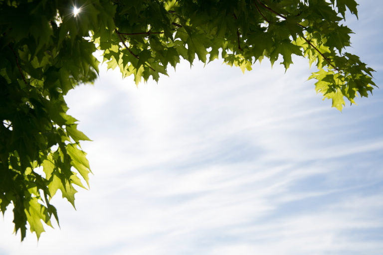 Bright Cloudy Sky with Green Foliage