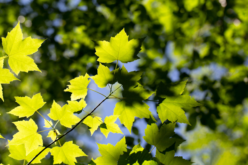 Sunlit Maple Leaves