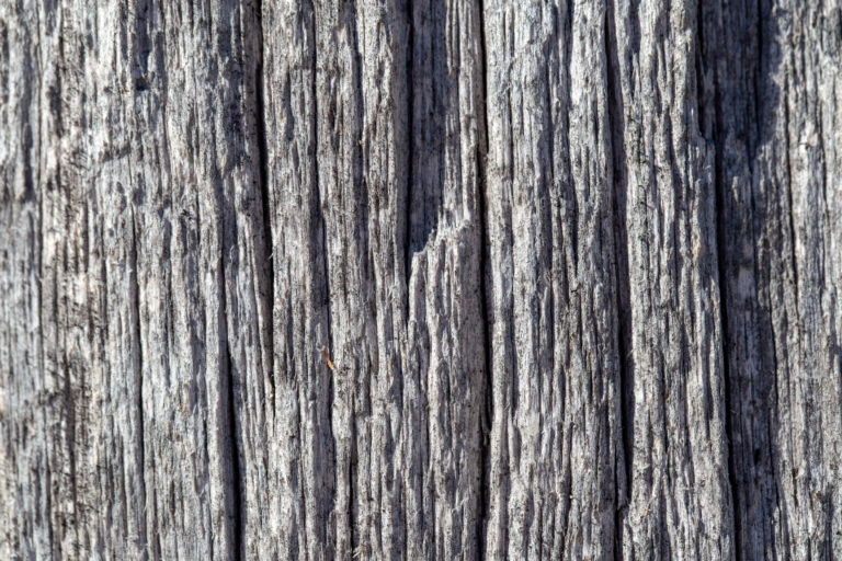 Dry Bark Texture