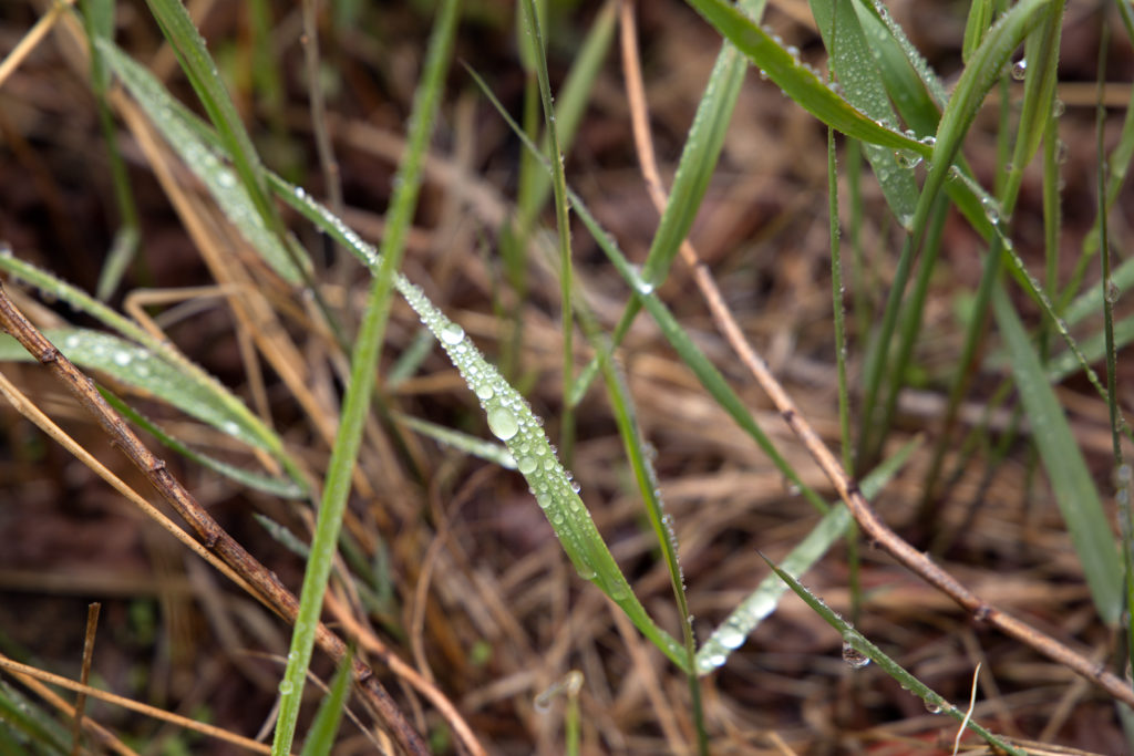 Wet Blades of Grass