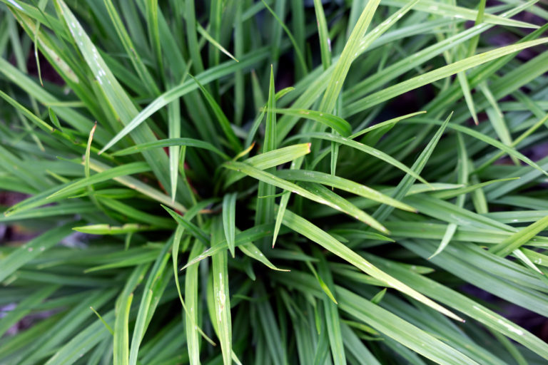 Tuft of Grass