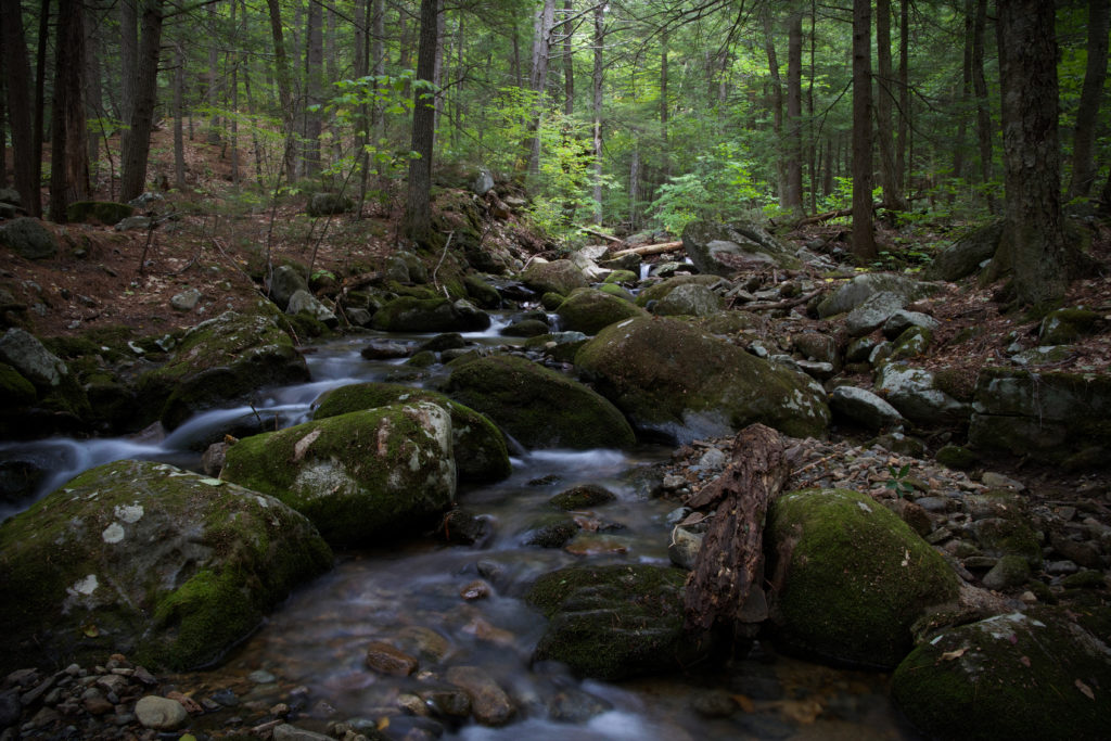 Peaceful Forest Stream on a Hike