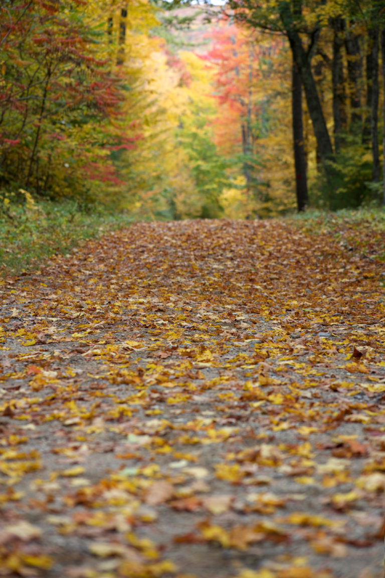 Fallen Leaves on Wide Path in the Woods