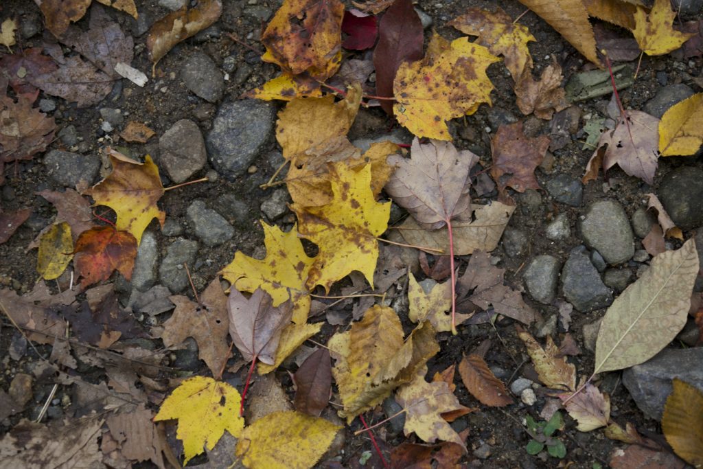 Fallen Leaves on Rocky Path