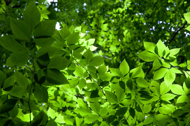 Thick Green Foliage