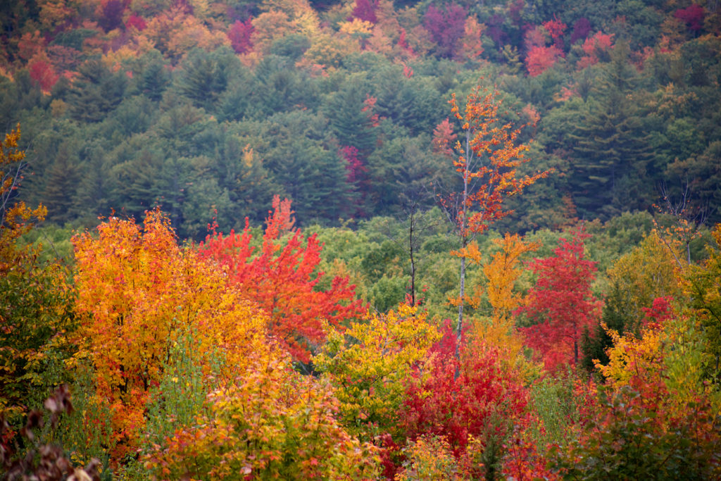Vibrant Fall Foliage Amongst Green Trees