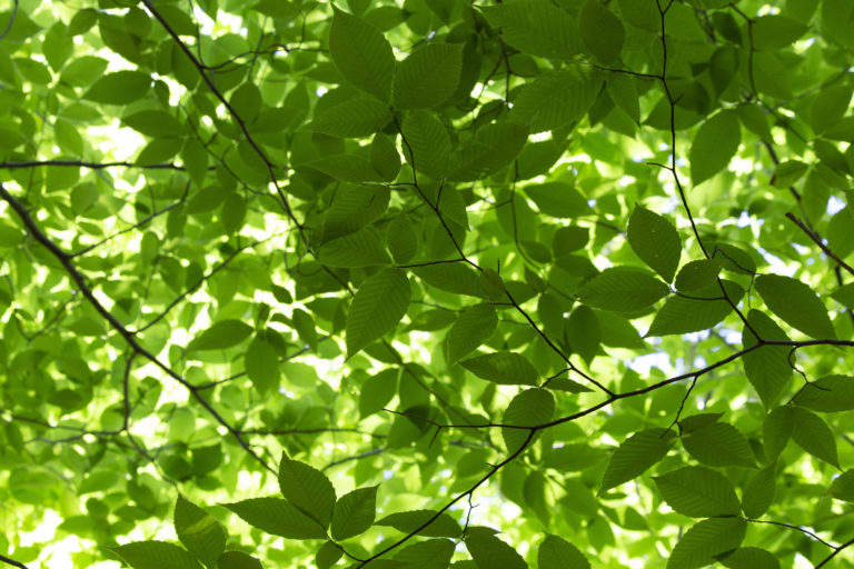 Green Tree Canopy