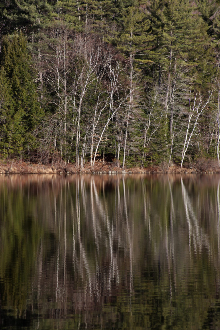 Bare Trees Reflected in Still Pond