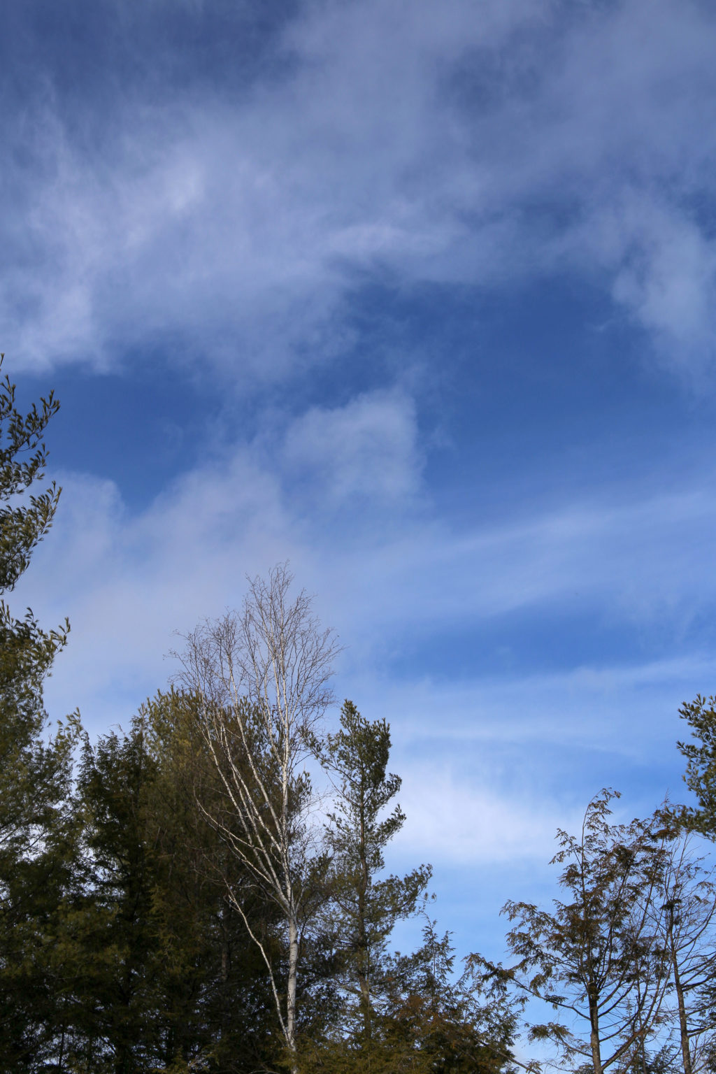 Looking Up at Blue Sky and Soft Thin Clouds