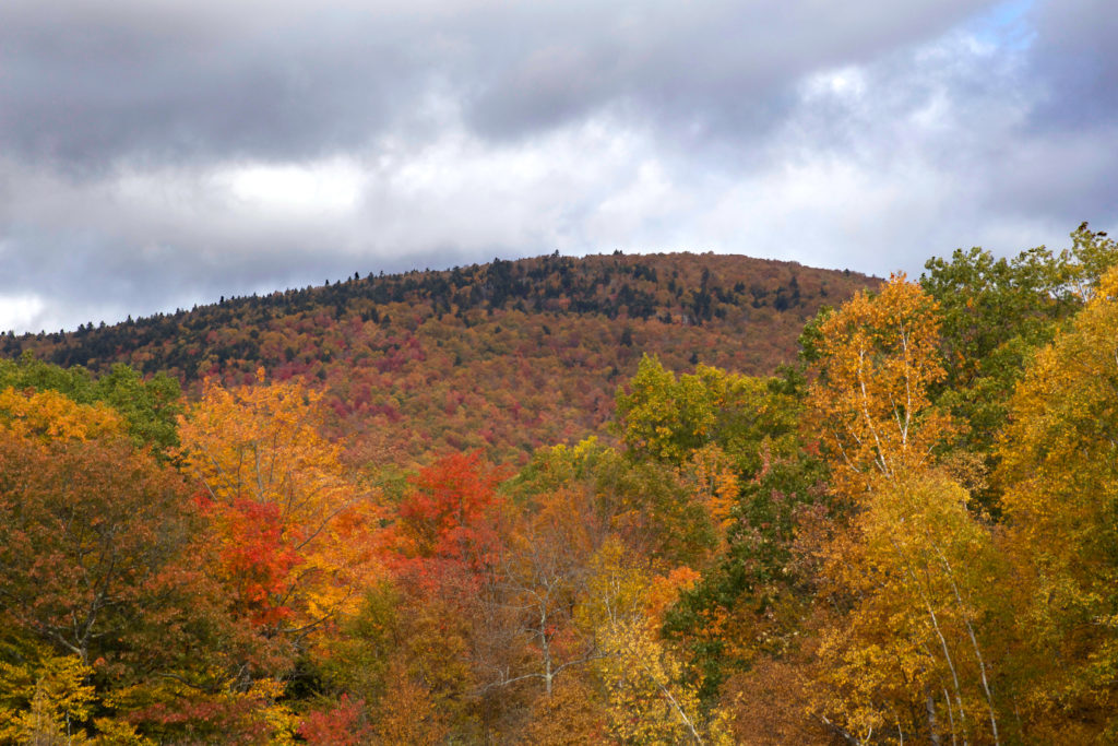 Fall Foliage in the Hills