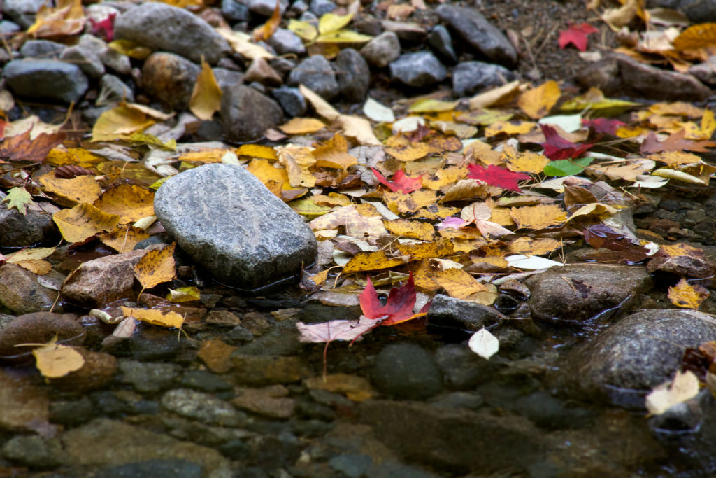 Fallen Leaves at Water’s Edge