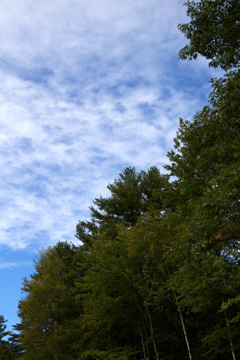 Looking Up at the Trees