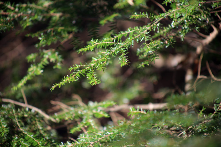 Evergreen Needles