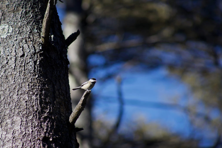 Small Bird on Branch