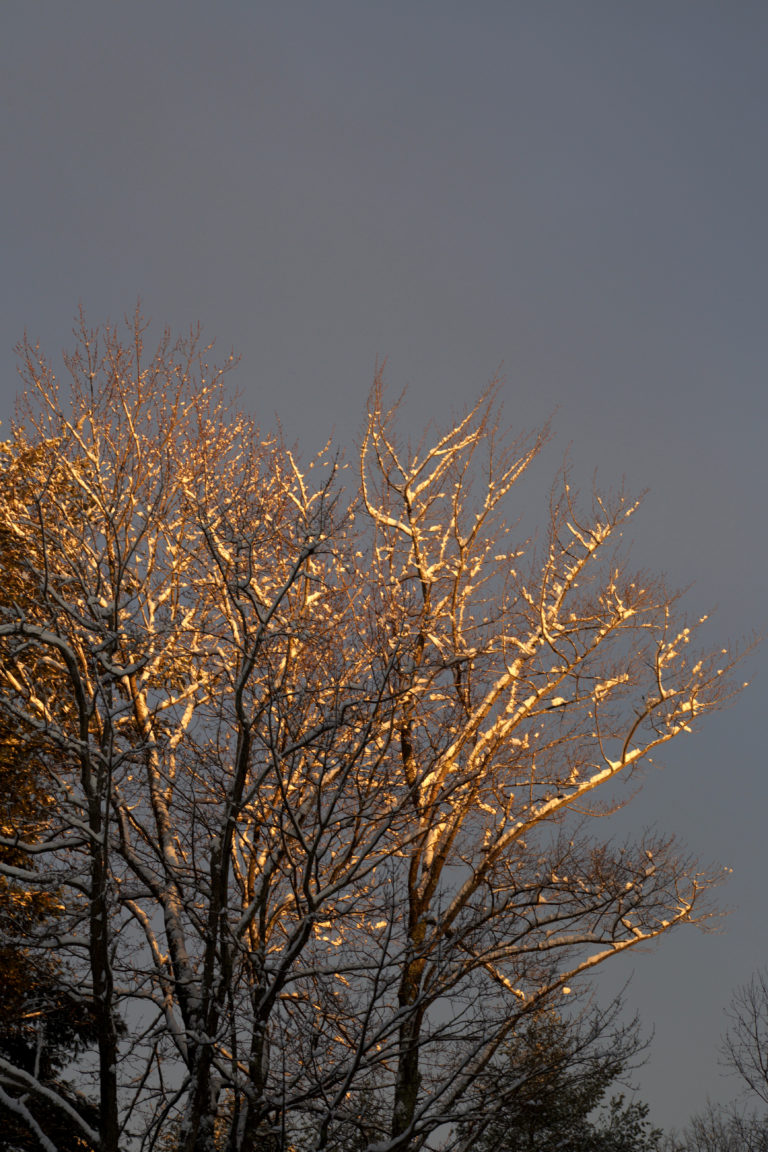Snow-Flocked Trees in Early Morning Light