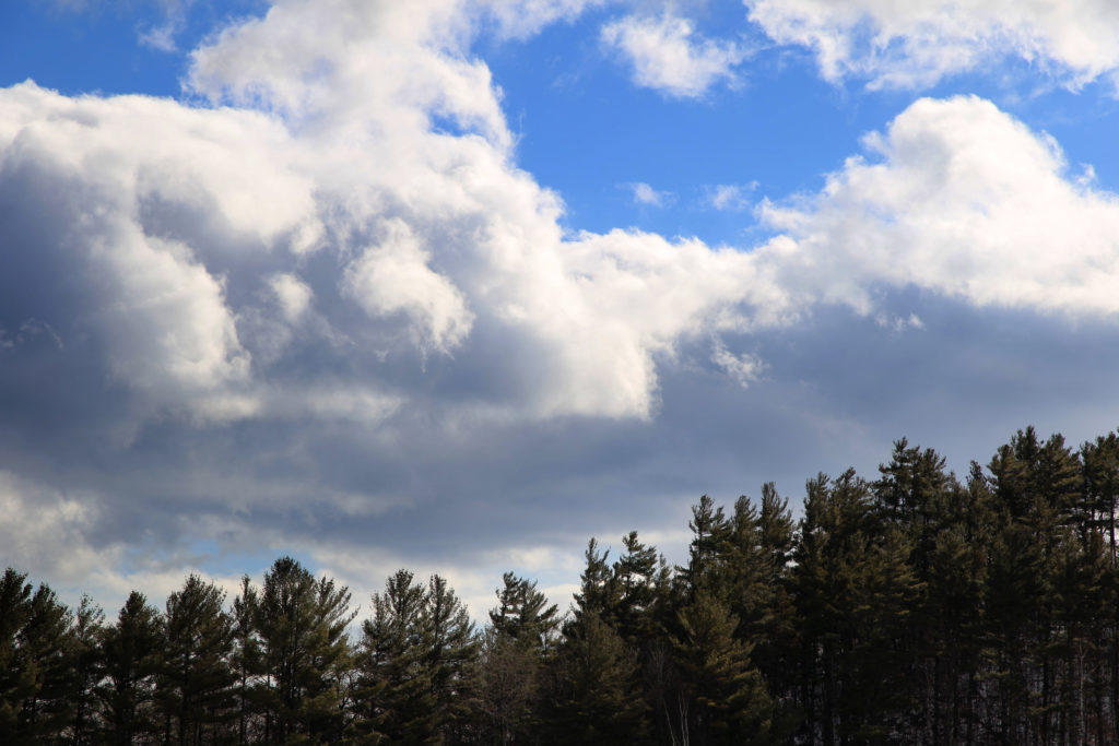 Puffy Clouds Over Pine Trees