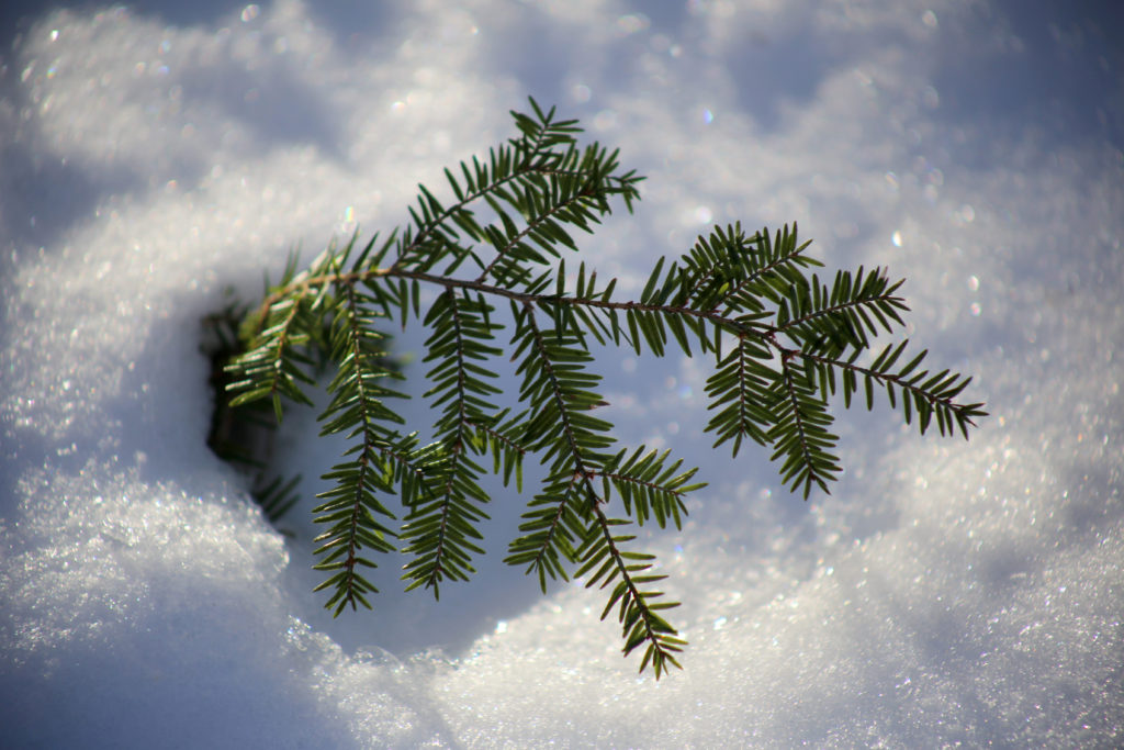 Hemlock Branch in Snow