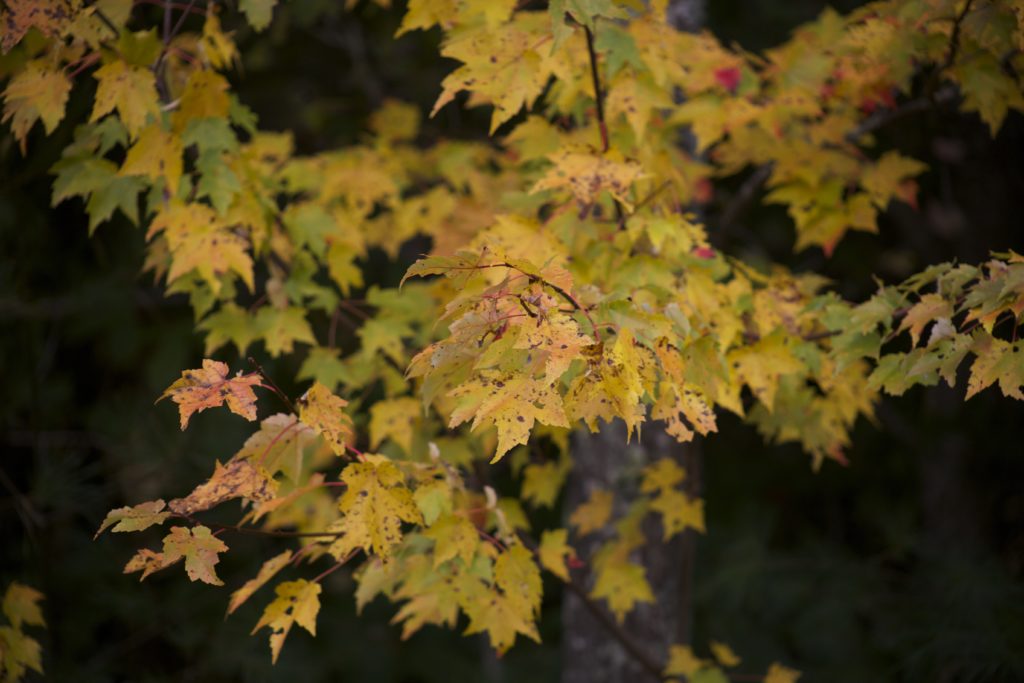 Warm Foliage on Dark Background