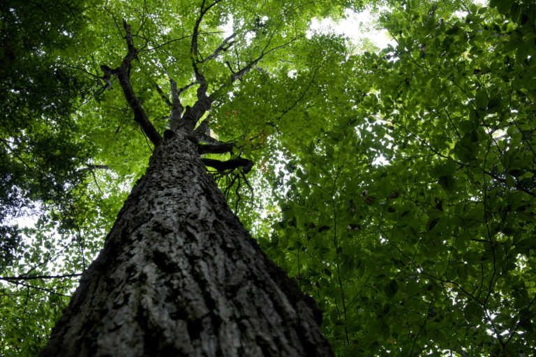 Looking Up at a Mighty Tree