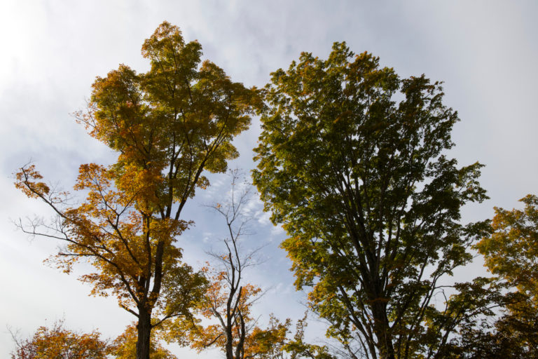 Trees Against a Cloudy Sky