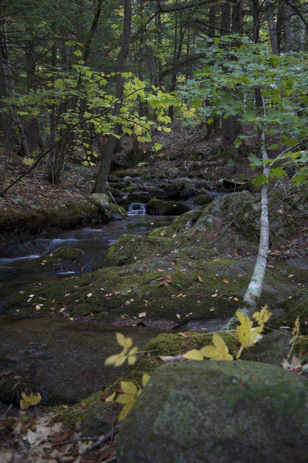 Small Wooded Stream in Early Fall
