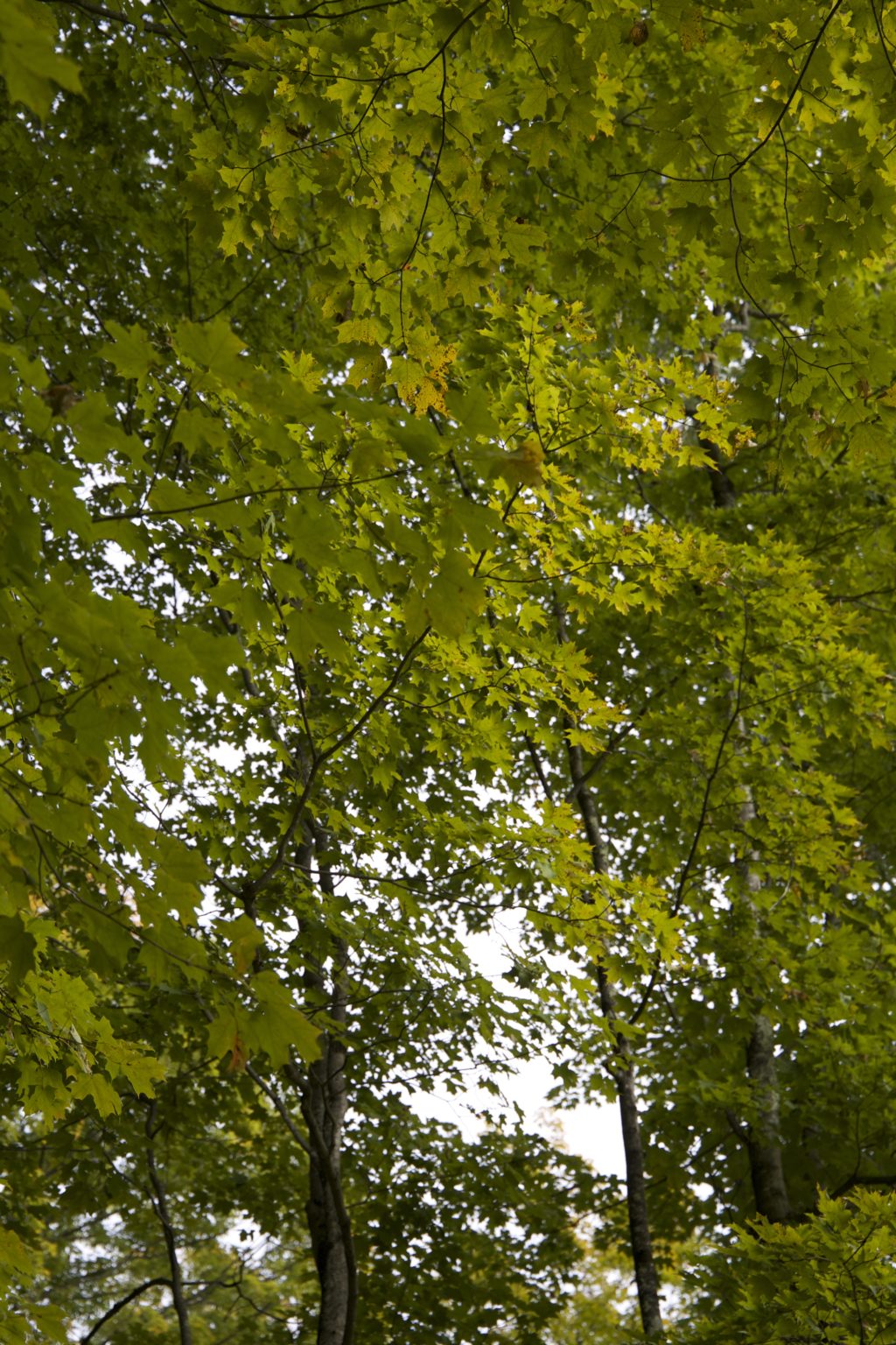 Trees with Leaves