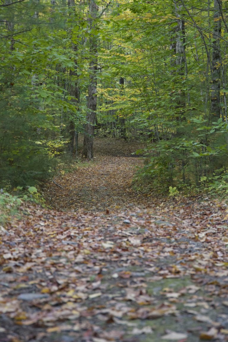 Leaf-Covered Hiking Path