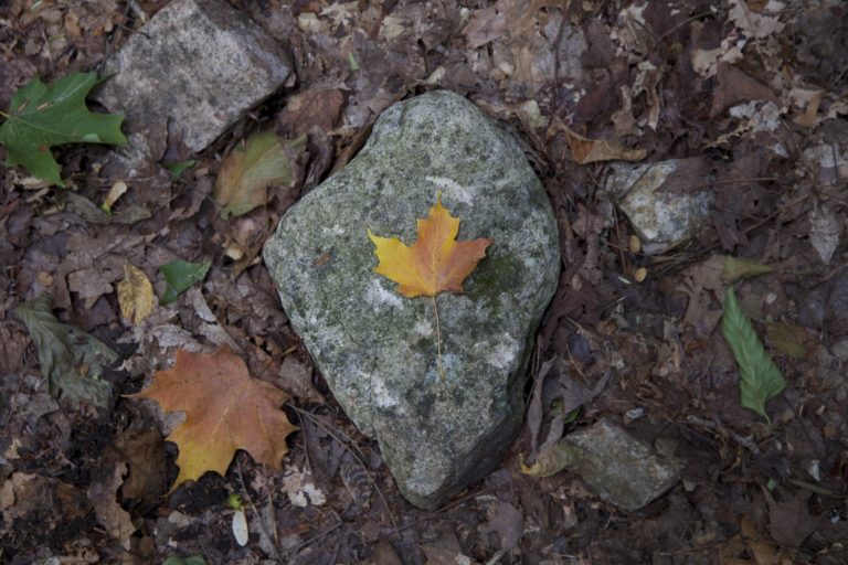 Single Leaf on Rock