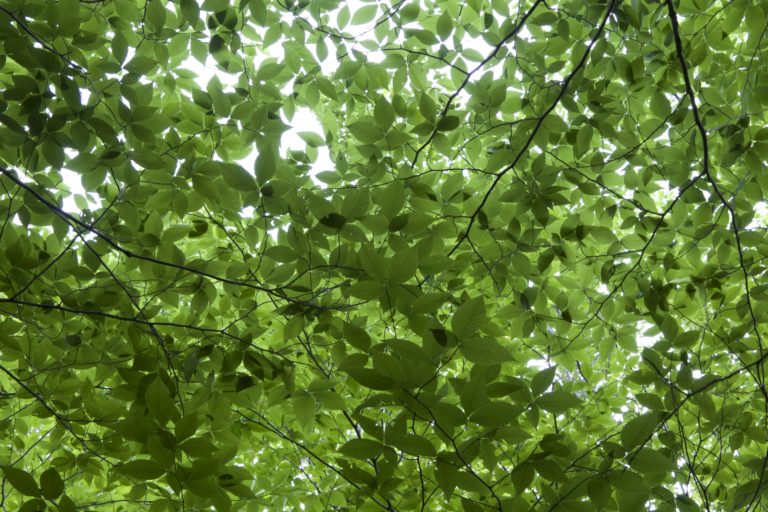 Green Leaves Background