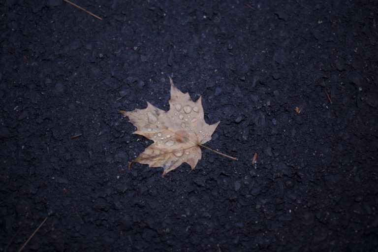 Wet Fallen Leaf on Dark Ground