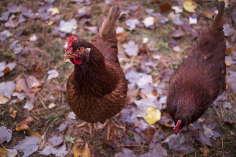 Two Rhode Island Red Chickens