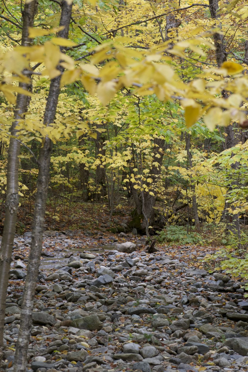 Loose Rocks on an Autumn Trail