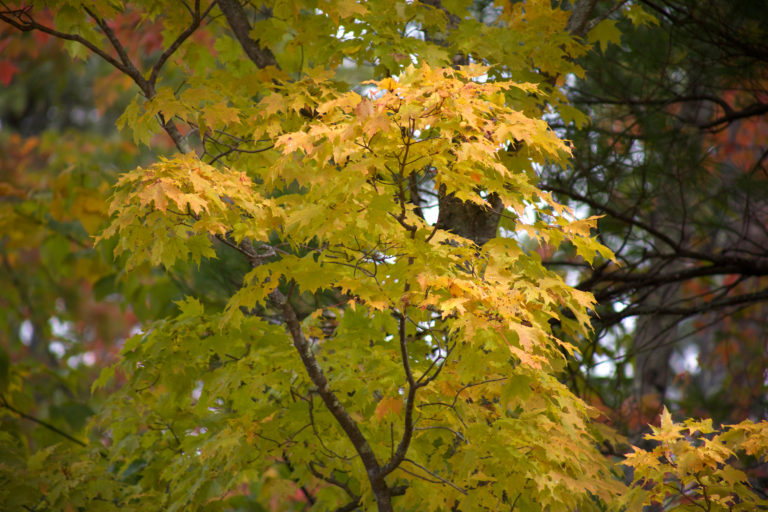 Maple Tree in Autumn