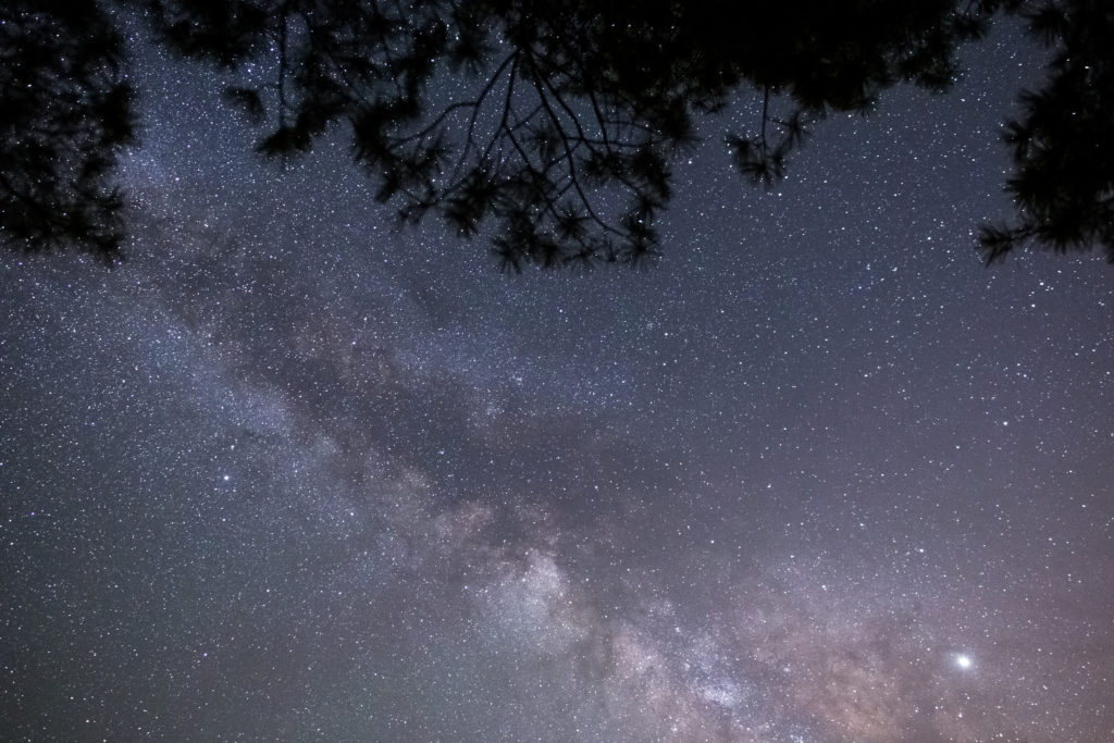 Milky Way with Tree Silhouettes
