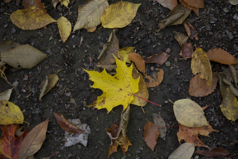 Yellow Leaves on Dark Ground