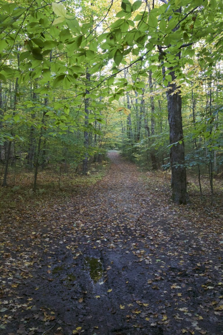 Hiking in the Woods