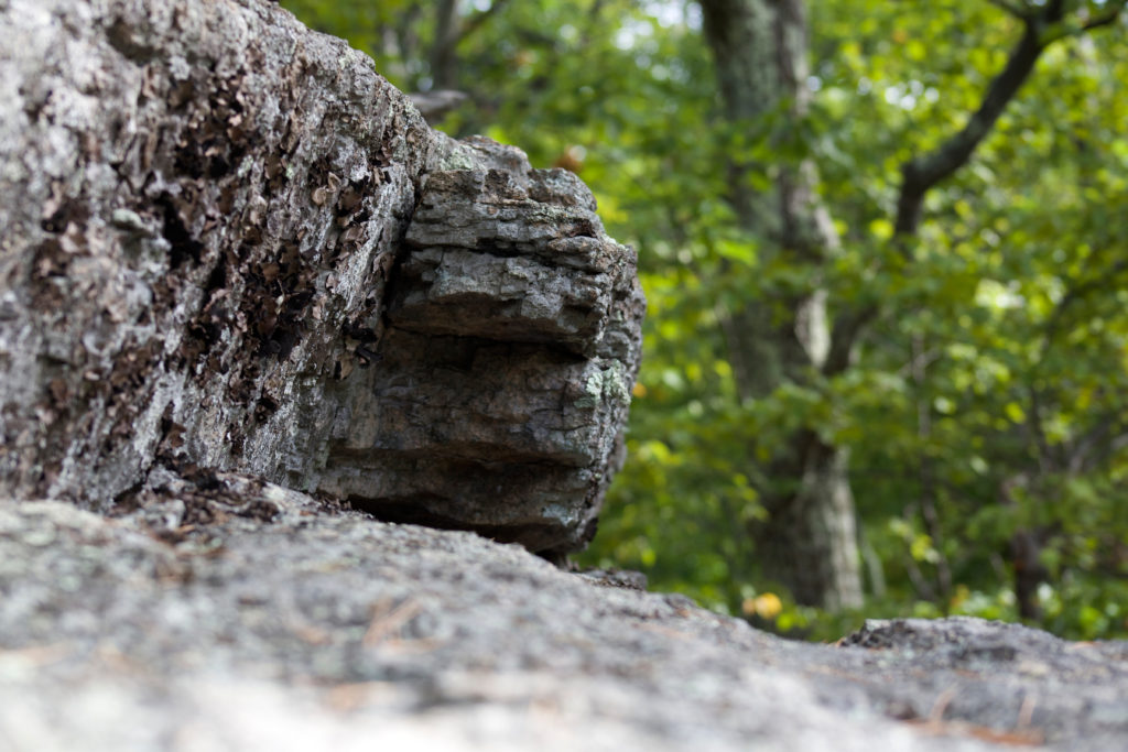 Rock Texture Amongst Trees