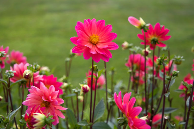 Vibrant Pink Flowers